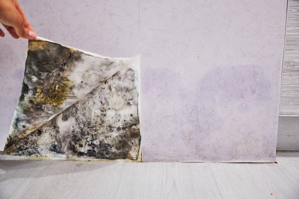 Best Mold Damage Repair  in Atglen, PA